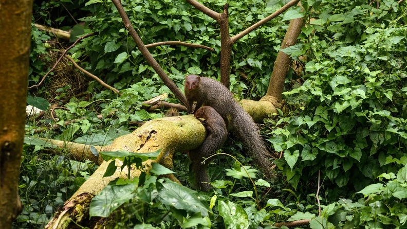 Indian Gray Mongoose with its young, Tehatta, India